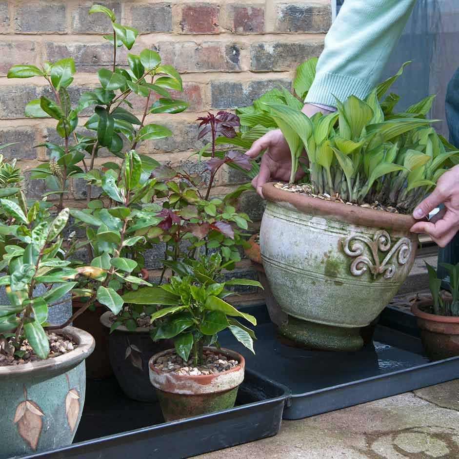 Learn how to keep your container plants happy, healthy and looking good