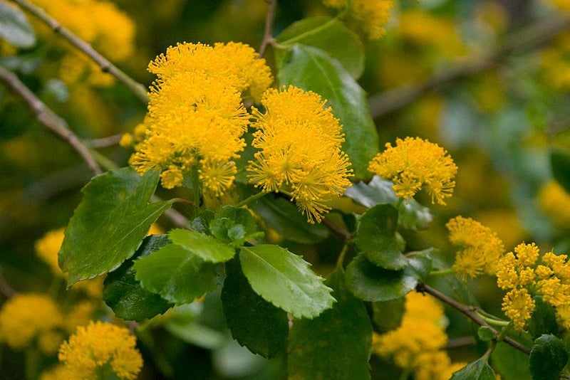 Scented and wildlife-friendly