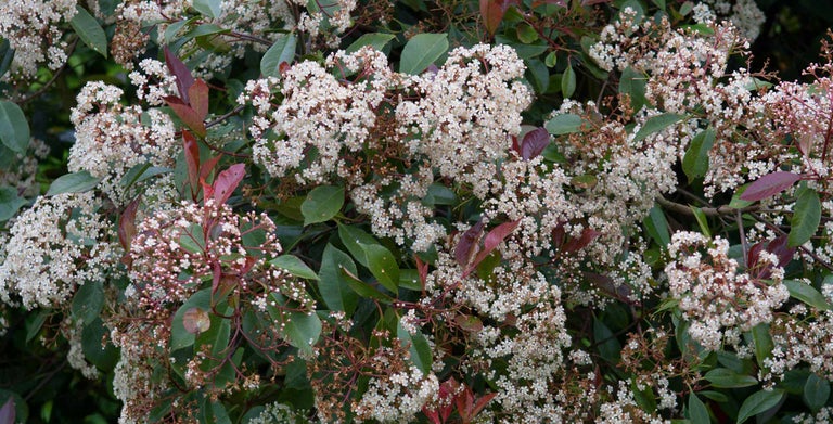 Photinia