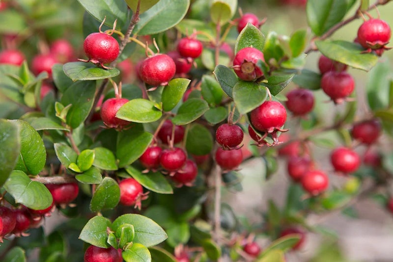 Chilean guava