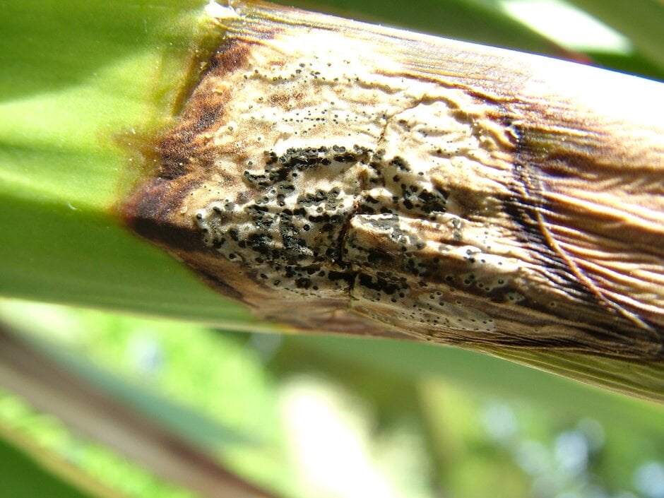 Yucca Leaf Spot: Causes & Care | RHS Advice