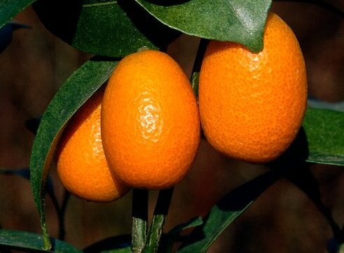 <em>Citrus japonica</em> AGM