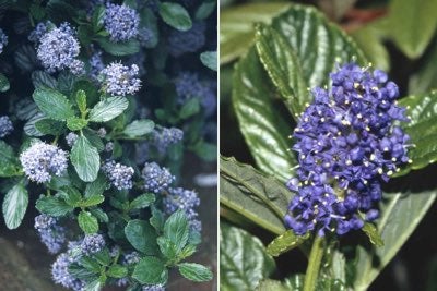 Ceanothus for ground-cover