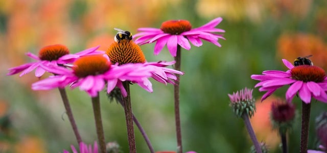 Grow a year-round bee buffet
