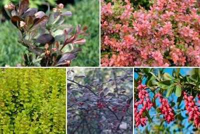 Deciduous berberis by size