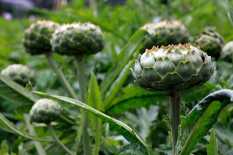 Buy globe artichokes at RHSplants.co.uk