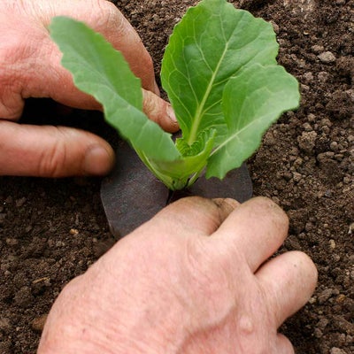 An organic method of controlling cabbage rootfly with a barrier