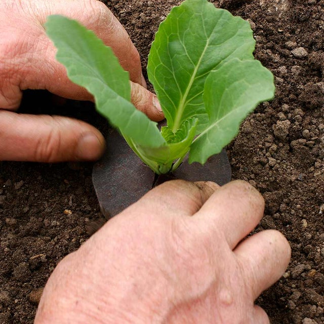 An organic method of controlling cabbage rootfly with a barrier
