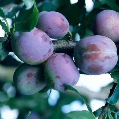 Prunus domestica (plum)
