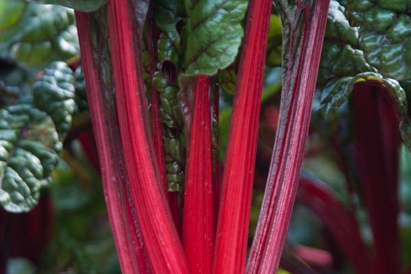 'Rhubarb Chard' AGM