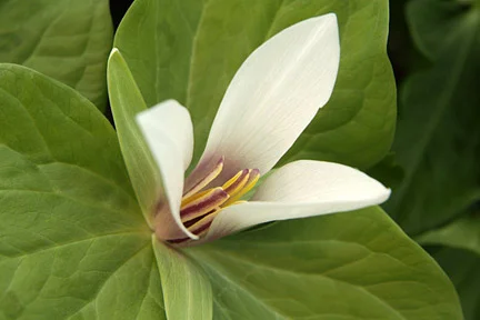 Trillium. Image: Tim Sandall