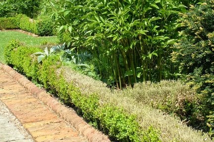 Box blight: managing outbreaks