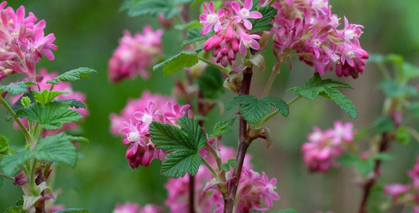 Ribes / RHS Plant Guide
