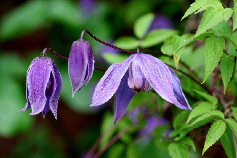 Purple majesty