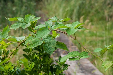 Brambles | RHS Advice