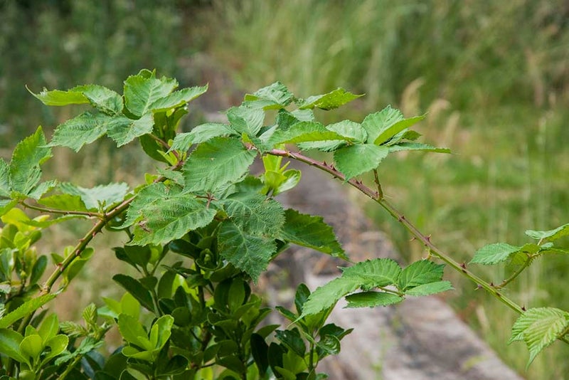 Different Brambles Brambles | RHS Advice