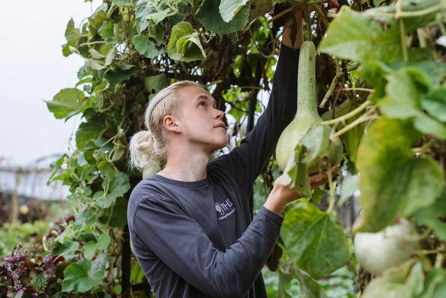 How to grow vertical veg