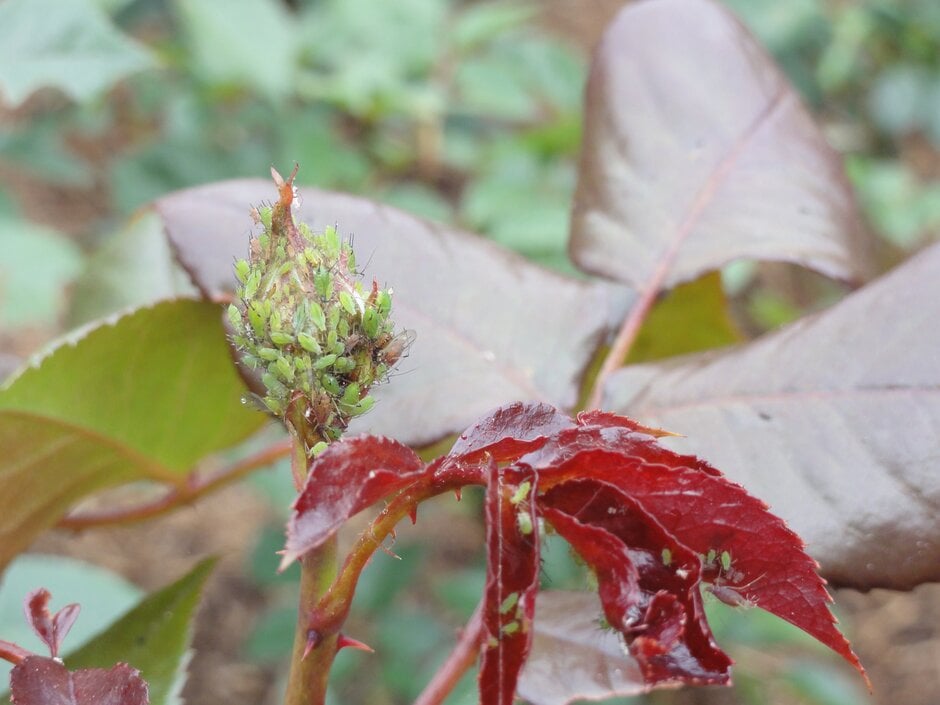 Rose Aphids: Identification and Control | RHS Advice