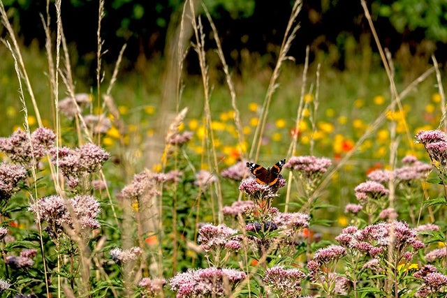 RHS Plants for Pollinators