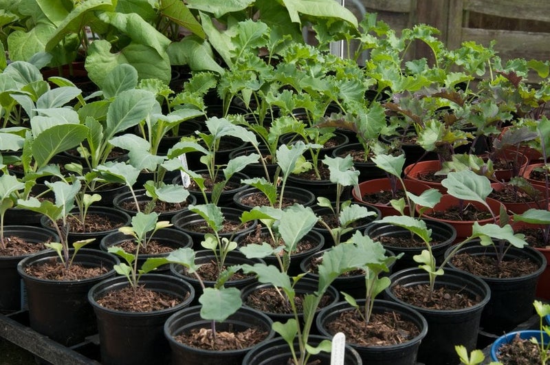 How to grow Cabbages | RHS Guide