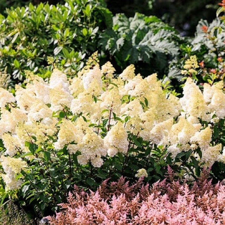 Plants for gardens affected by honey fungus