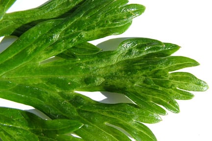 <em>Cucumber mosaic virus</em> (CMV) on Aconitum