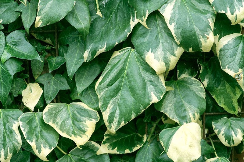 Bold and variegated