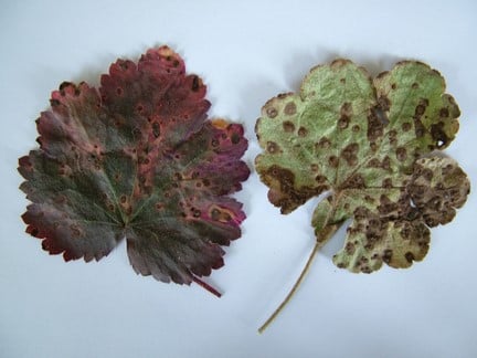 Heuchera rust: Symptoms, Causes & Control | RHS Advice