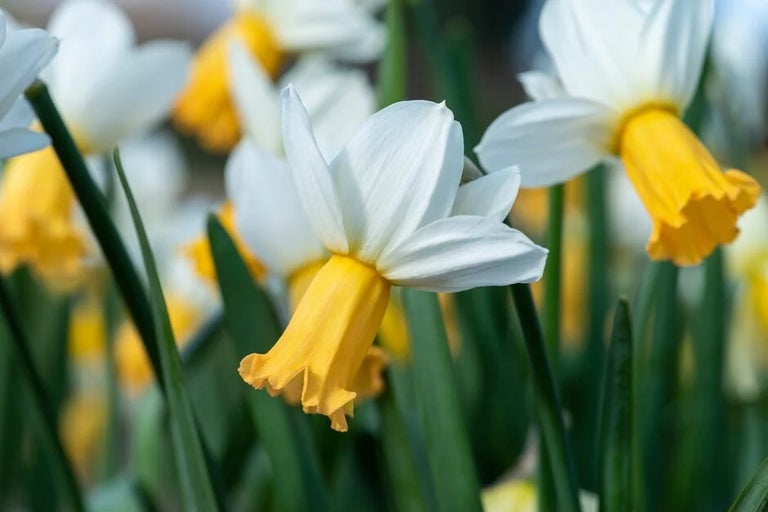 Shorter daffodils trial results 2022–2023