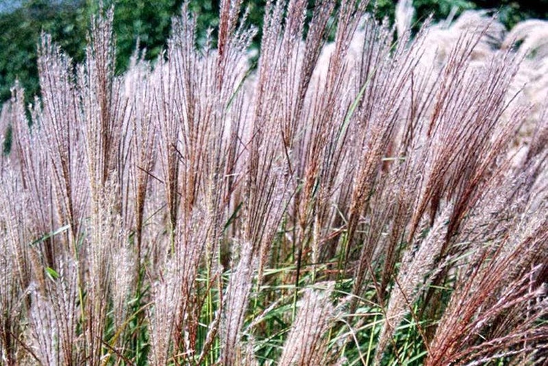 Miscanthus ‘Kleine Silberspinne’