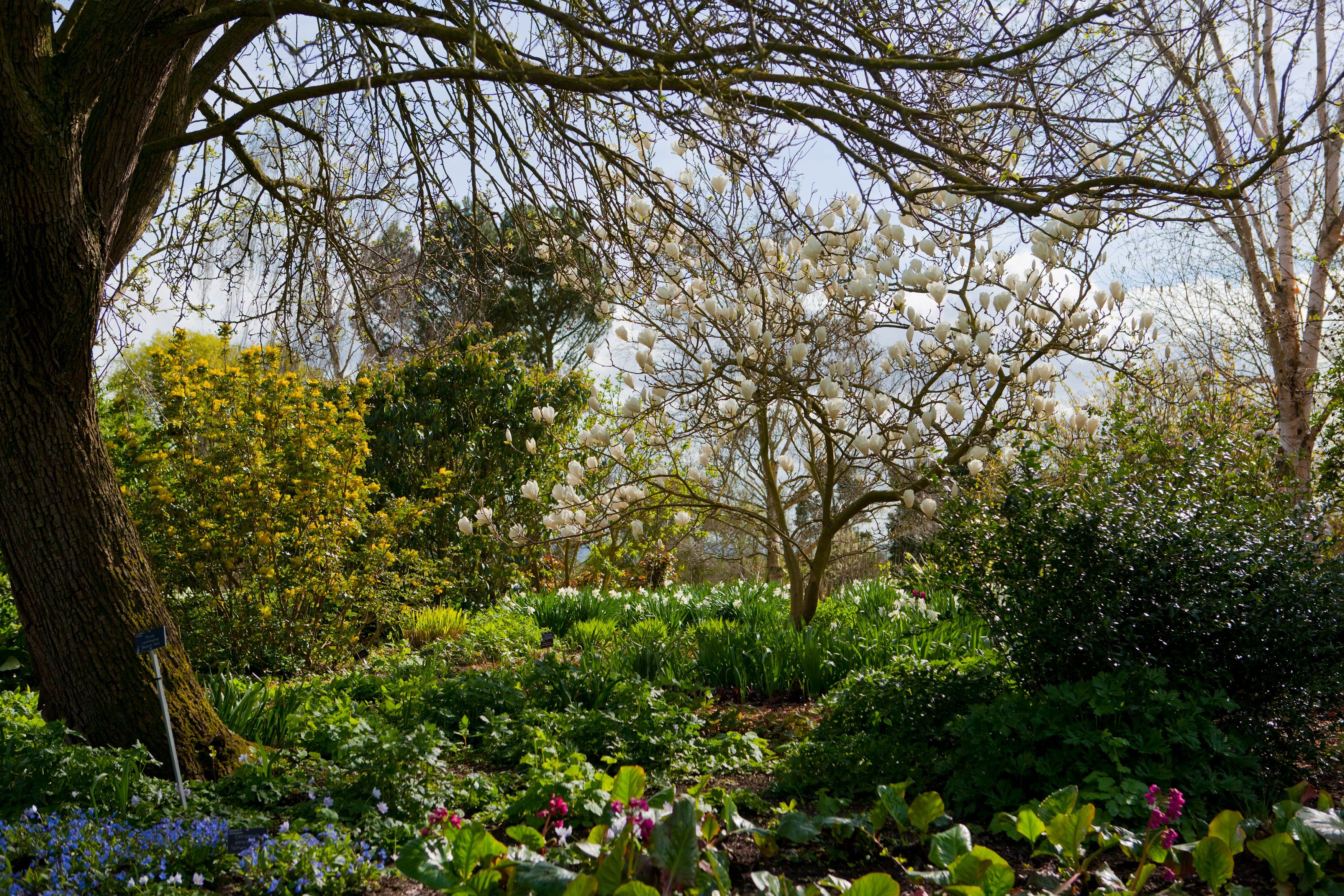 A garden with trees and plants