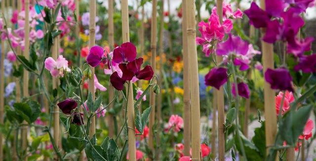 Introducing... Lathyrus