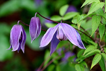 Clematis 'Helsingborg' can be pruned after flowering. Credit: RHS/John Trenholm.
