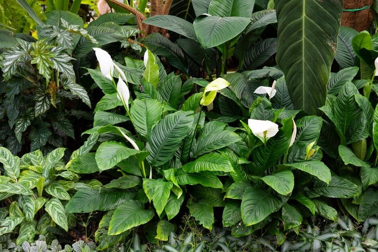 Peace lilies