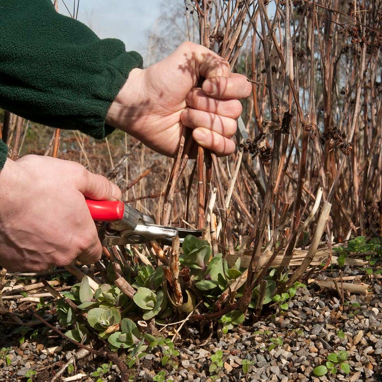 Perennials: cutting back