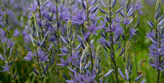 RHS guide to camassias