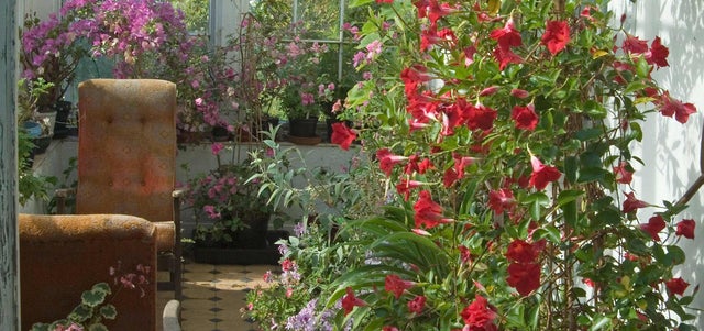 10 award-winning plants for a conservatory