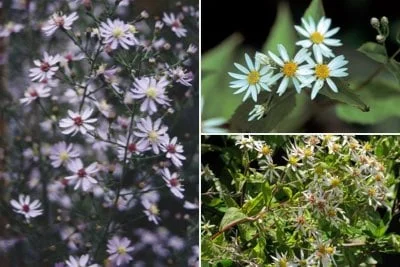 Asters for shade