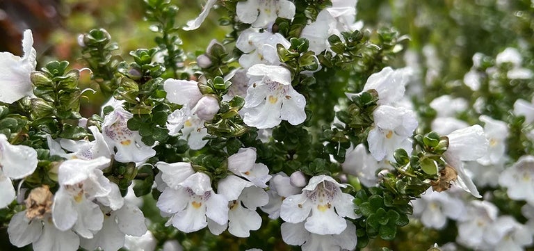 10 award-winning shrubs with fragrant leaves