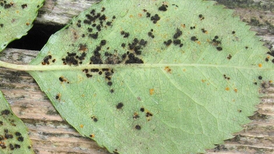 Rust diseases: Symptoms & Control | RHS Advice
