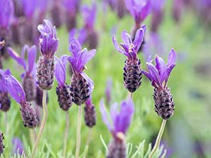 How to grow lavender