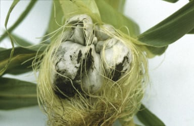 Sweetcorn smut (<em>Mycosarcoma maydis</em>)