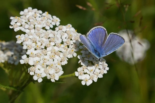 RHS Plants for Pollinators