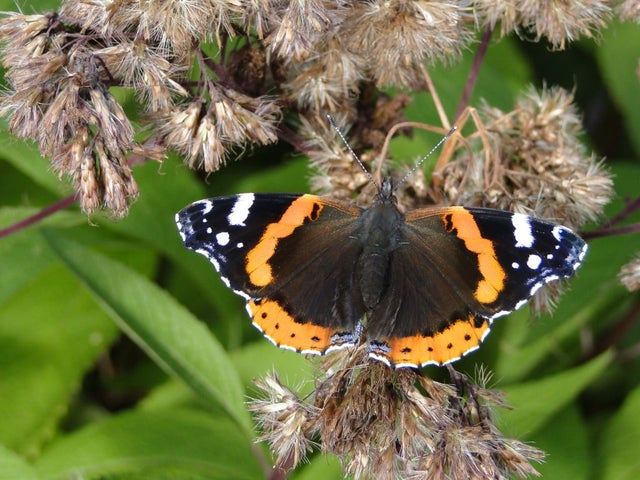 Wildlife gardening