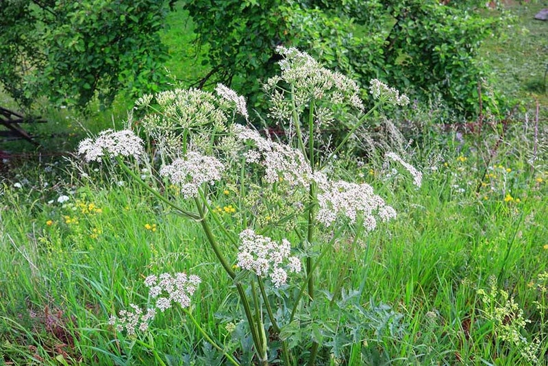 Giant Hogweed | RHS Advice