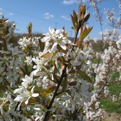<i>Amelanchier canadensis</i> Spring Glory (‘Sprizam’)