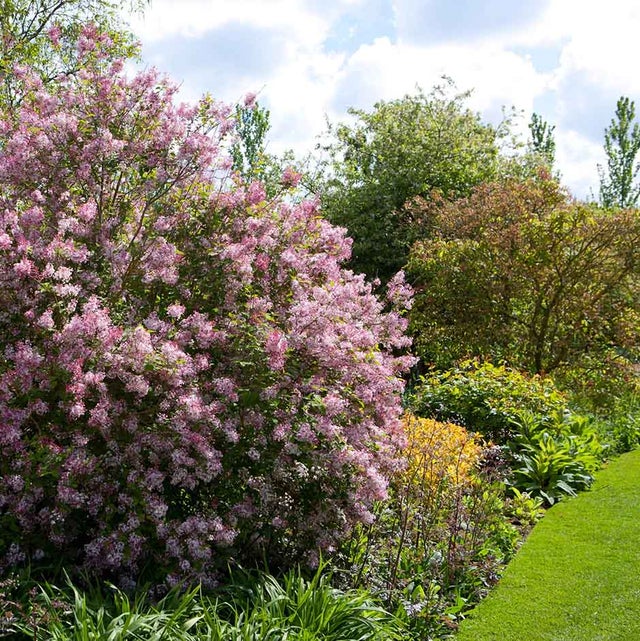 Spring-flowering shrubs in a border. RHS / Mark Winwood