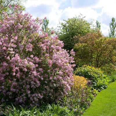 Spring-flowering shrubs in a border. RHS / Mark Winwood