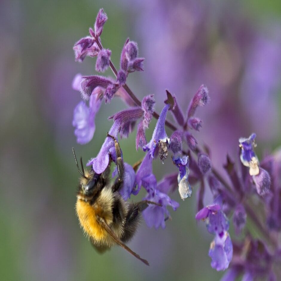 <i>Nepeta racemosa</i> 'Walker's Low' is an excellent plant for pollinators