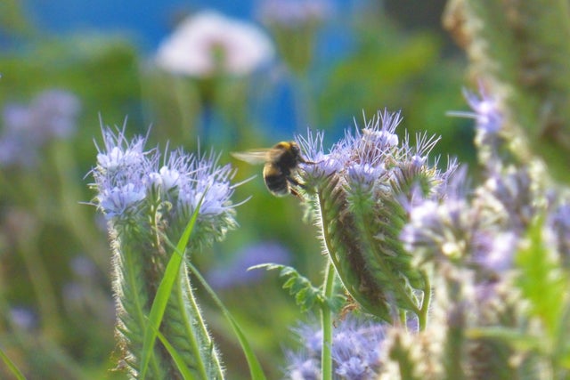 Plants for Pollinators